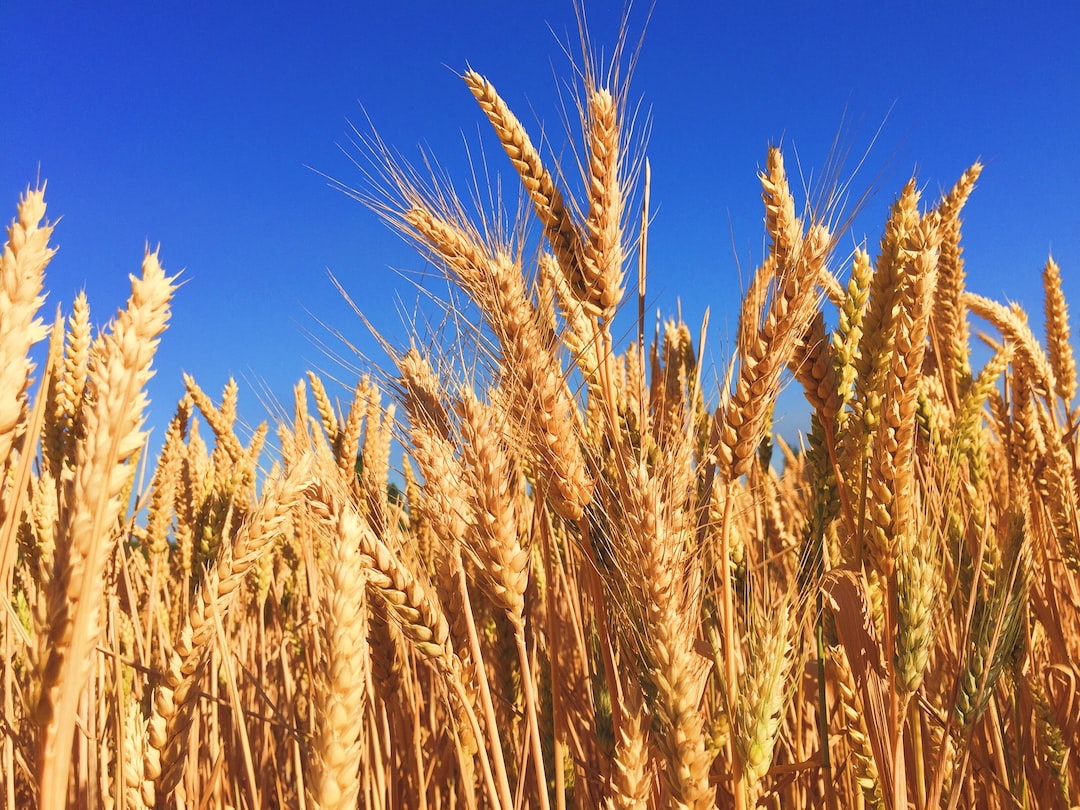 Jakie gatunki zbóż zapewnią największe plony?